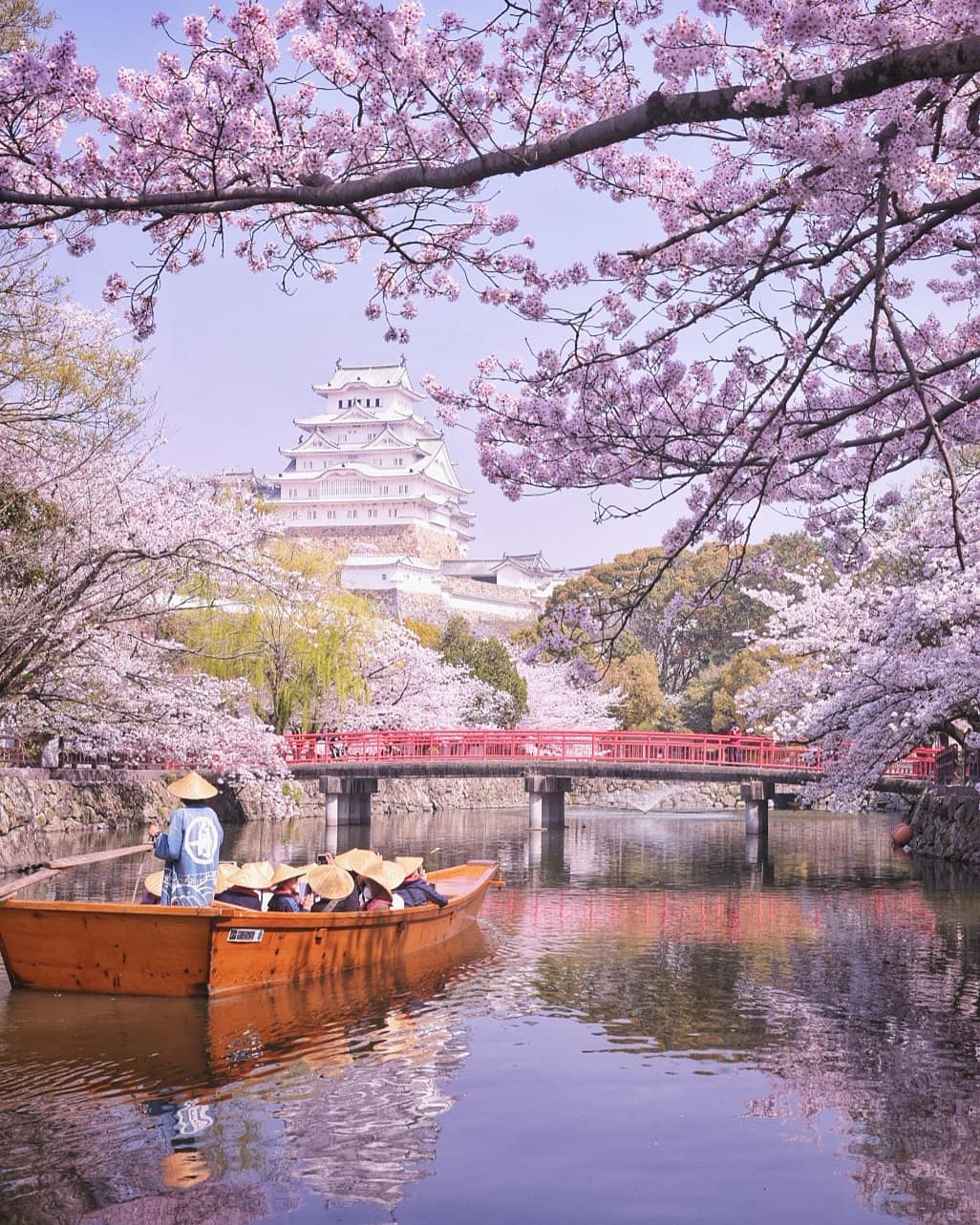 იაპონიაში საკურა აყვავდა - როგორ გამოიყურება ყველაზე ლამაზ დროს „მზის სამშობლო“